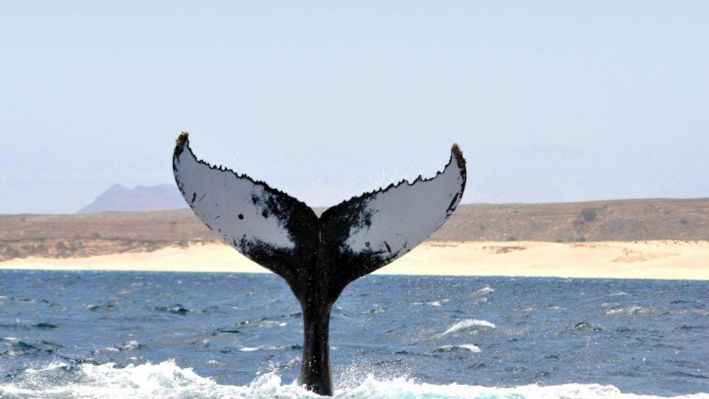 Boavista island- Catamaran Sea Tour - Image 2